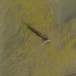 patricia gouvea s2 (3)