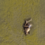 patricia gouvea s2 (6)